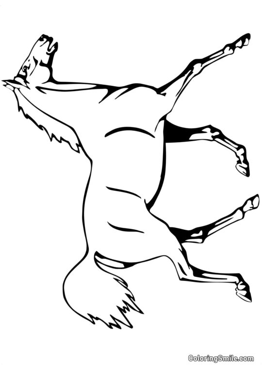 Cavallo in mostra - Pagina da Colorare